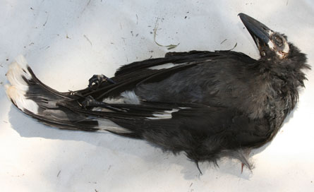 Currawong ready to decompose onto canvas