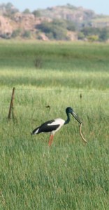Jabiru eating eel