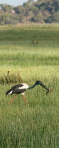 Jabiru eating eel