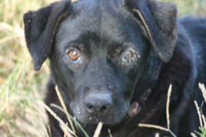 Sasha, the old pastor's dog, still living at the old church house. The pastor left without her.