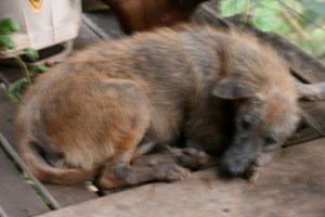 weasel once was the queen of the camp dogs until the king died