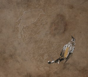 honeyeater 2011